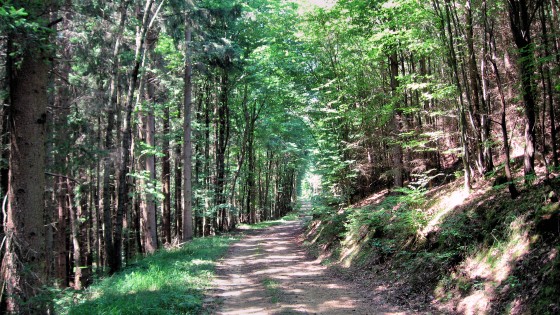 Forest path in the Seeleitengraben