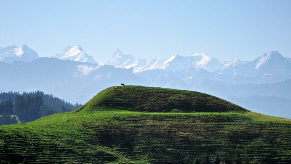 Kuh am Hügel vor Bergkulisse