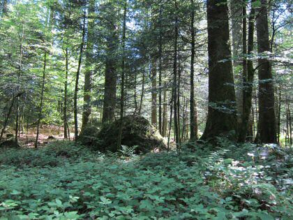 Findling im Wald