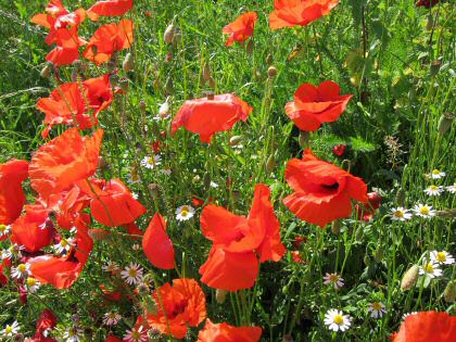 Mohnblumen