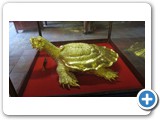 tortue dorée