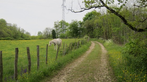 Chemin, cheval