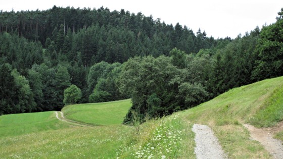 gut ausgeschildert: Waldweg hinter Losau