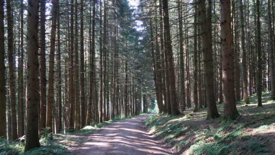 Wald