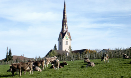 Vaches devant l'église d'Affeltrangen