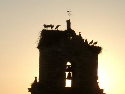 Storks at the church tower