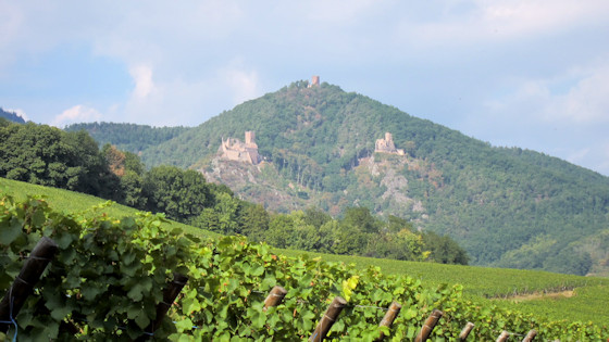 Drei Burgruinen oberhalb von Ribeauvillé