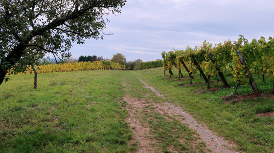 Weg durch Weingärten nach Uffholz