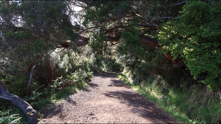 zur ersten Levada zur ersten Levada
