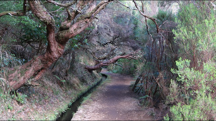 Die Levada ist ein kleiner Rinnsal Die Levada ist ein kleiner Rinnsal